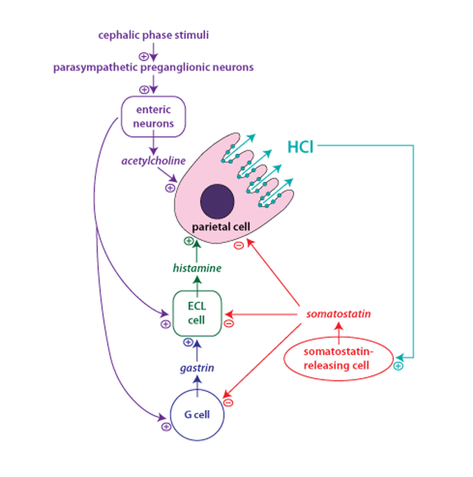 Cephalic phase