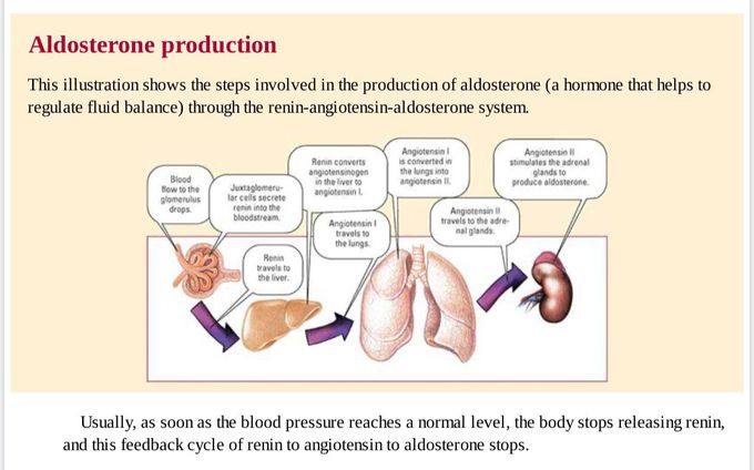 Aldosterone production