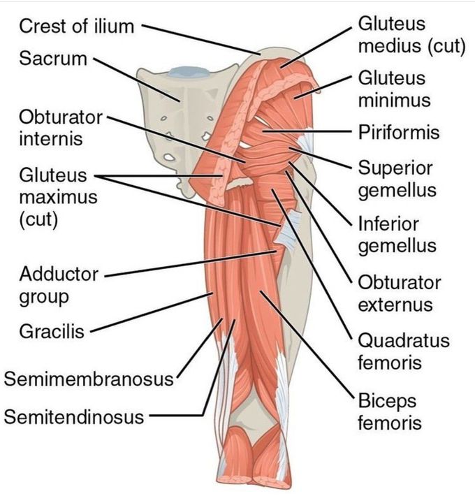 Lower Limb Muscles