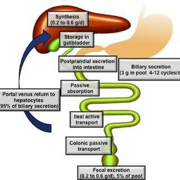 Bile pathway