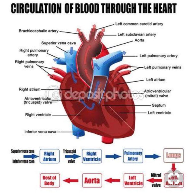 Blood circulation