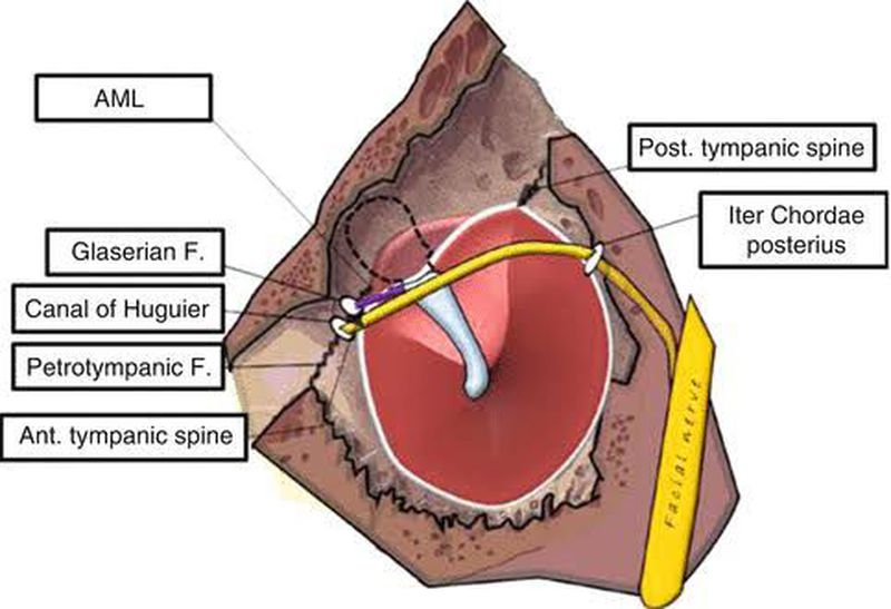 tympanic canaliculus