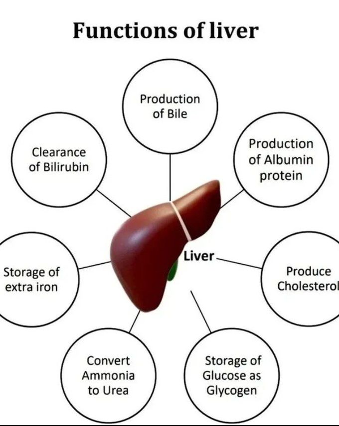 Functions of liver