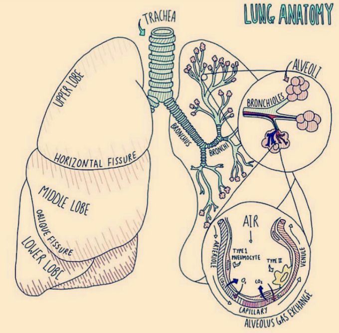 Anatomy Lungs
