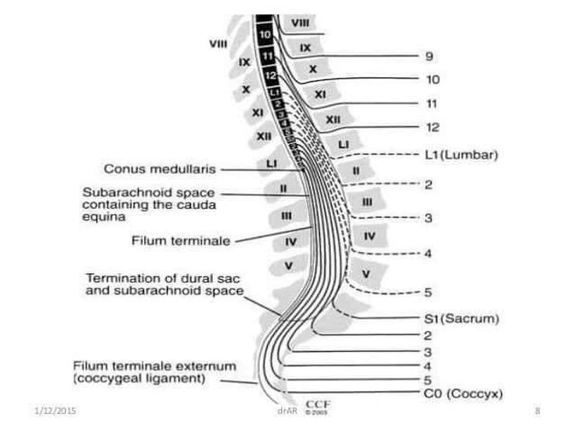 Nerve Medizzy 2645