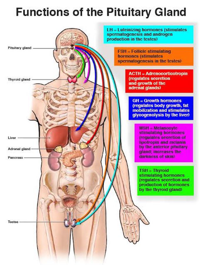 Function of pituitary gland