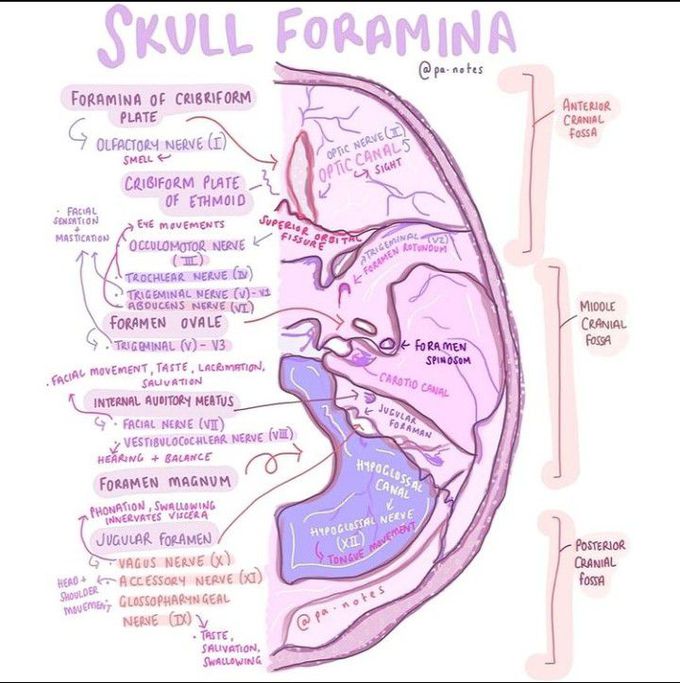 Skull foramina