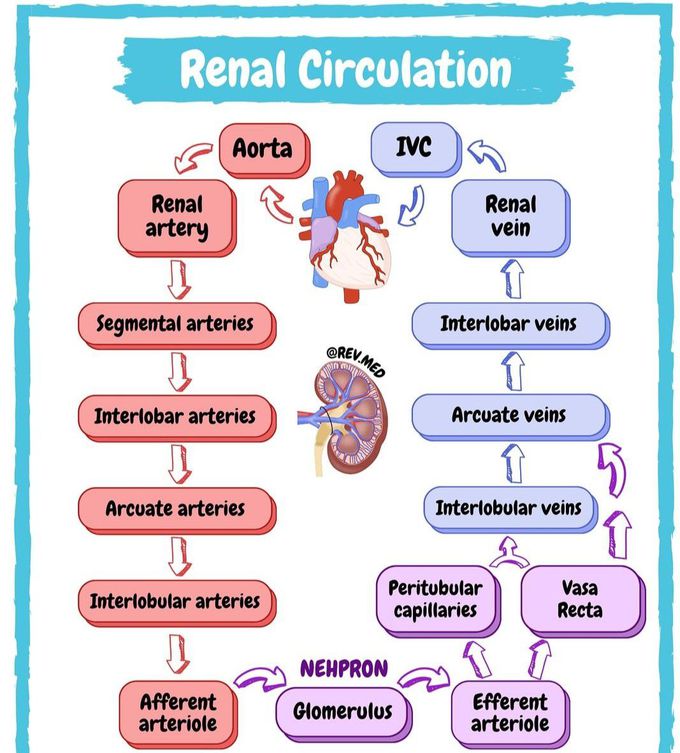 Renal Circulation