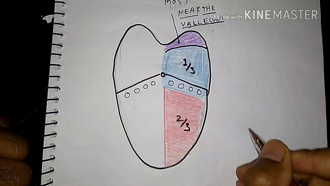 Tongue nerve supply