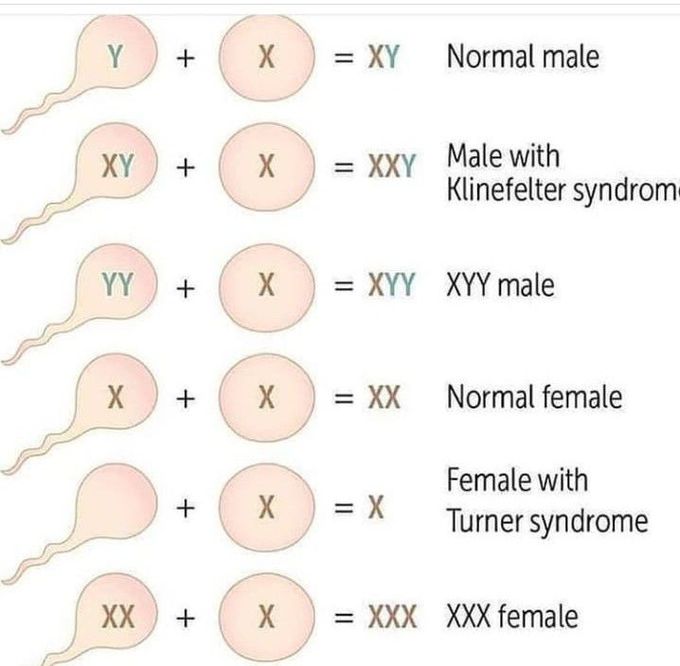 Chromosome basics