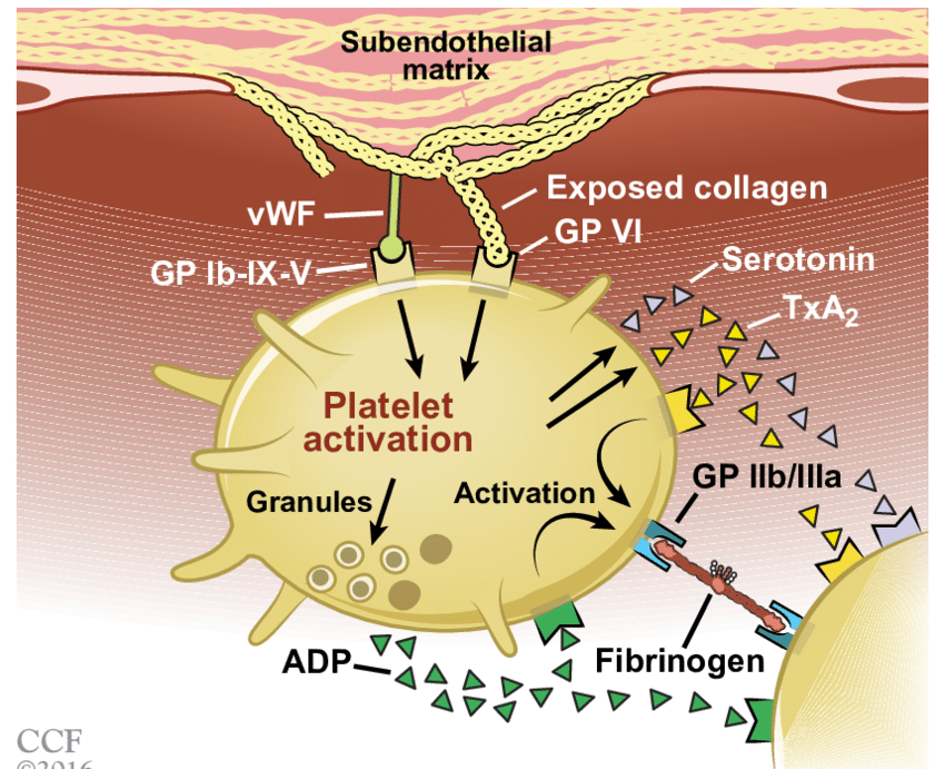 Platelet Aggregation MEDizzy