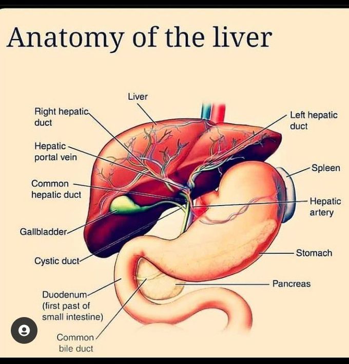 Anatomy of the liver