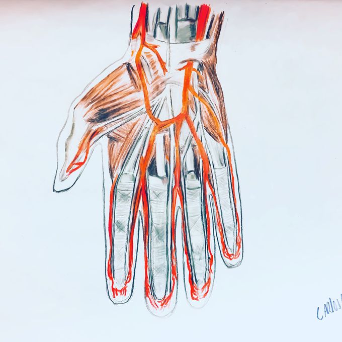 Anatomy of the hand