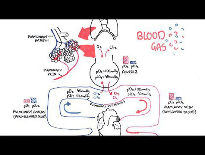 Partial Pressure of Blood Gases