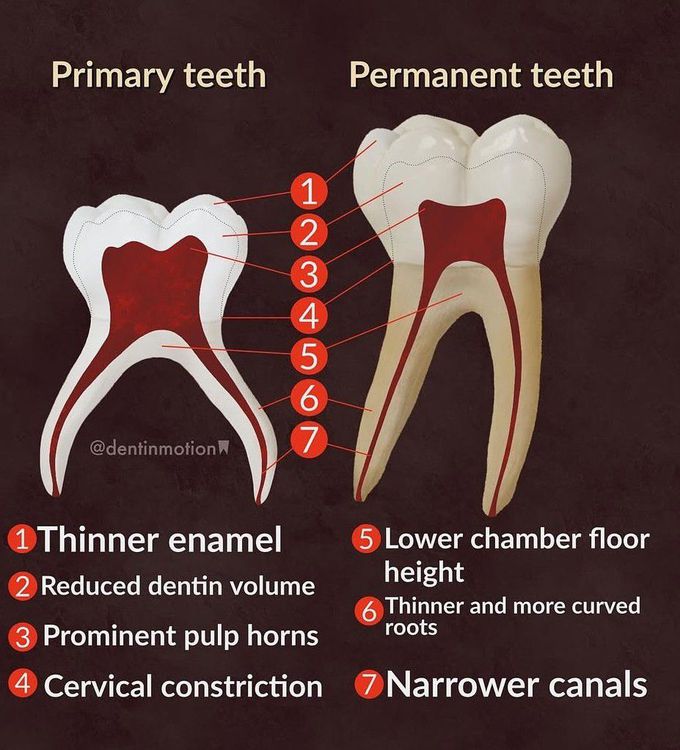 Primary Vs Permanent Teeth