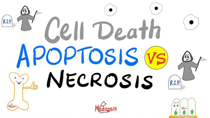 Apoptosis Vs Necrosis | Cell Death