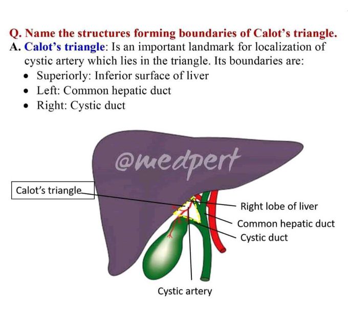 #Calot's triangle