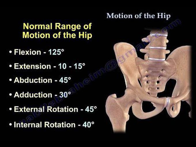 Movements of the hip
