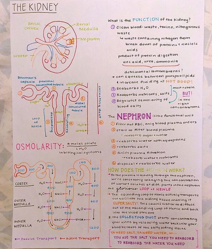 Kidney Functions and Anatomy