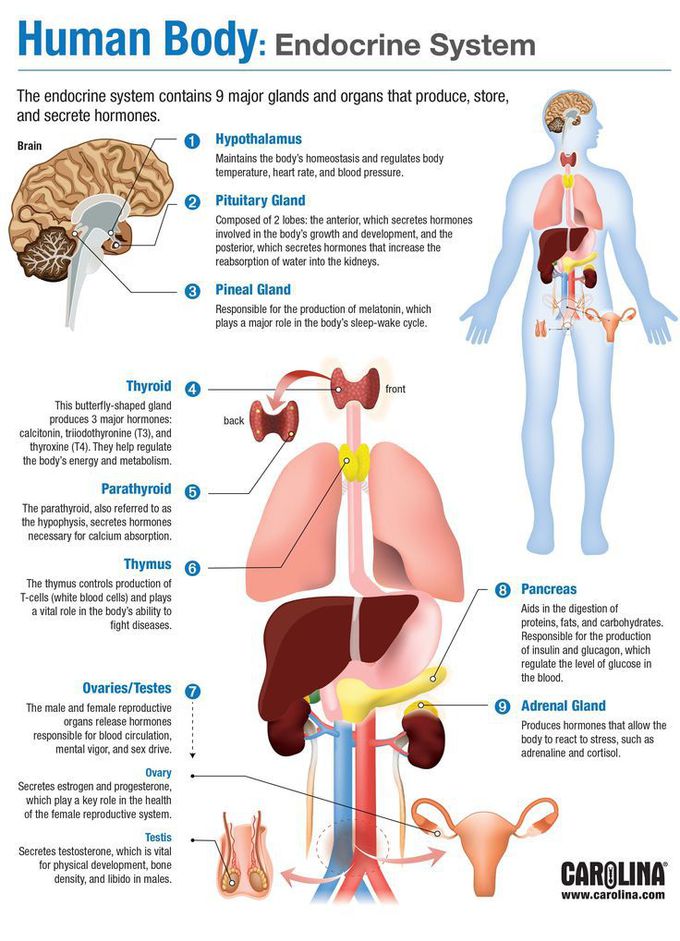 Endocrine system