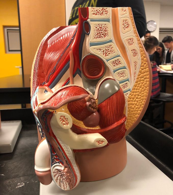 Male Reproductive Model