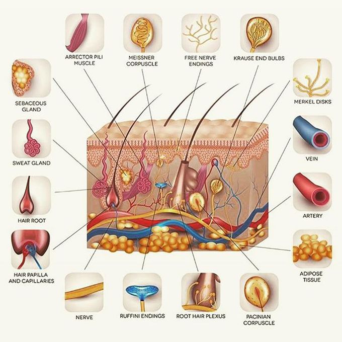 Look at the complex composition of the skin!