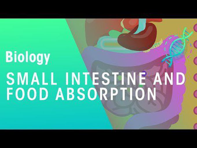 Physiology of small intestine 
and absorption of food
