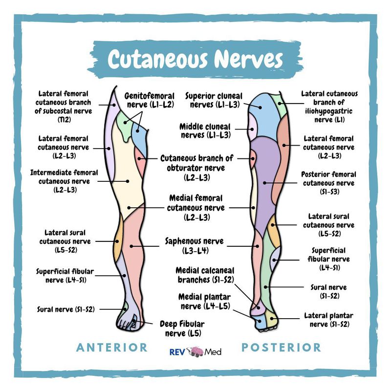 intermediate dorsal cutaneous nerve