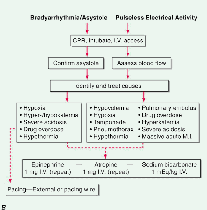 Cardiovascular collapse