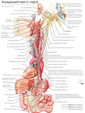 @ блуждающий нерв (n.vagus) - MEDizzy
