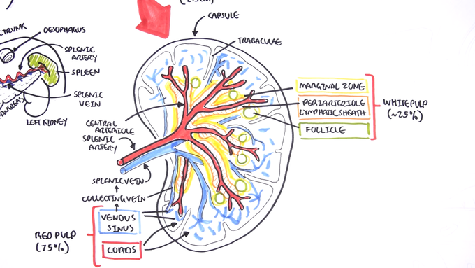 Spleen -well labour diagram