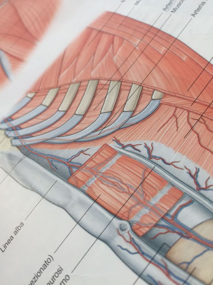 Studying anatomy. 💙