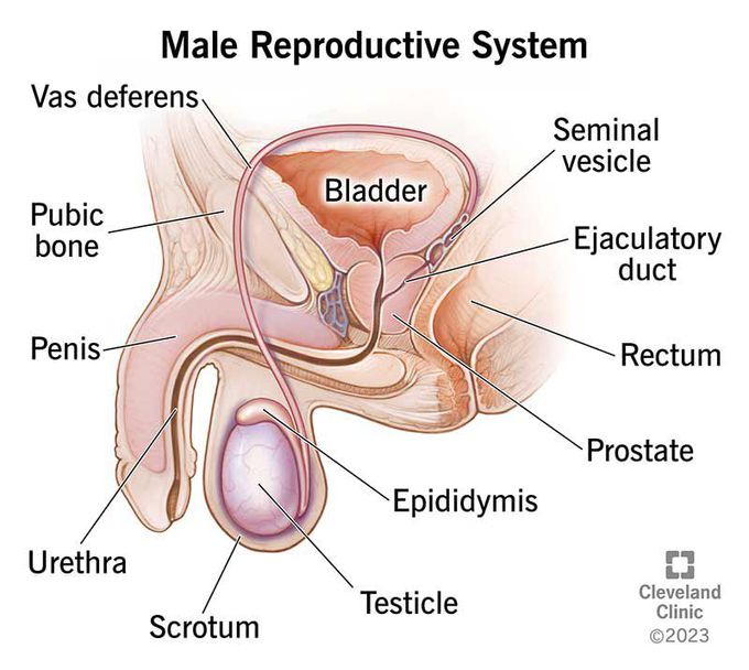 Male Reproductive System