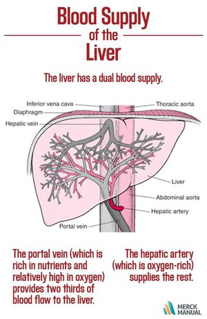 Blood supply of the liver - MEDizzy