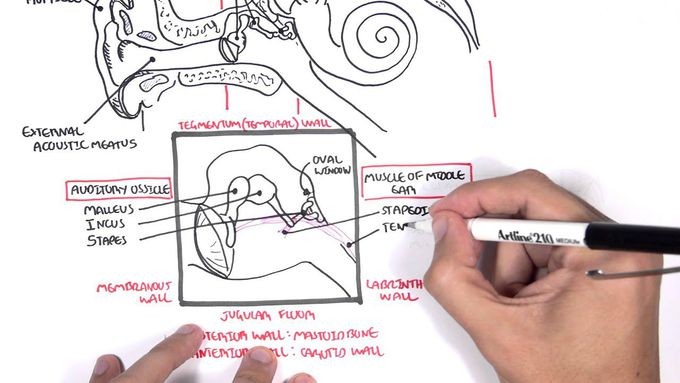 Anatomy of the Ear: A brief overview