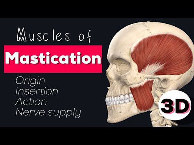 Mastication muscles