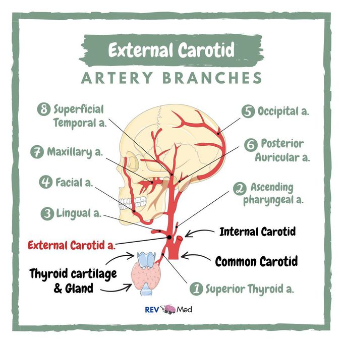 External Carotid Artery Branches & Mnemonic!
