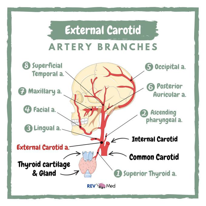 internal carotid artery branches mnemonic