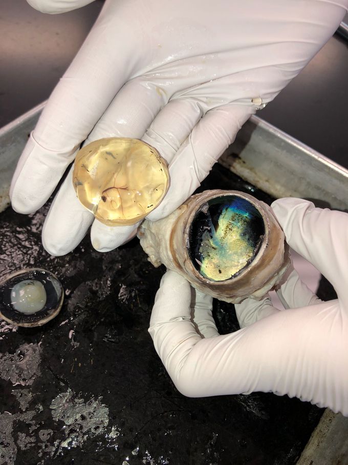 Cow Eye Dissection!