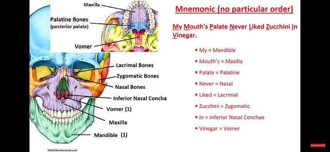 Mnemonic of facial bones