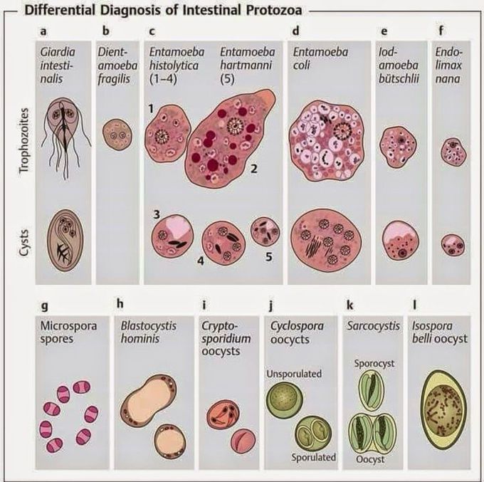 DD of Intestinal Protozoa