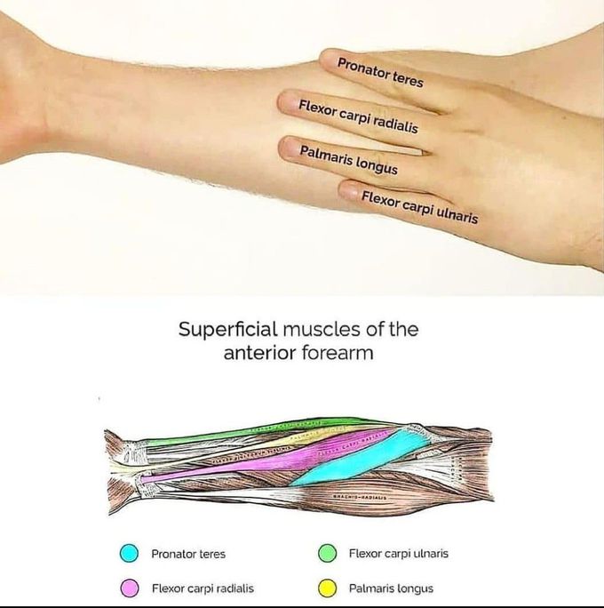 Superficial muscles of firearm