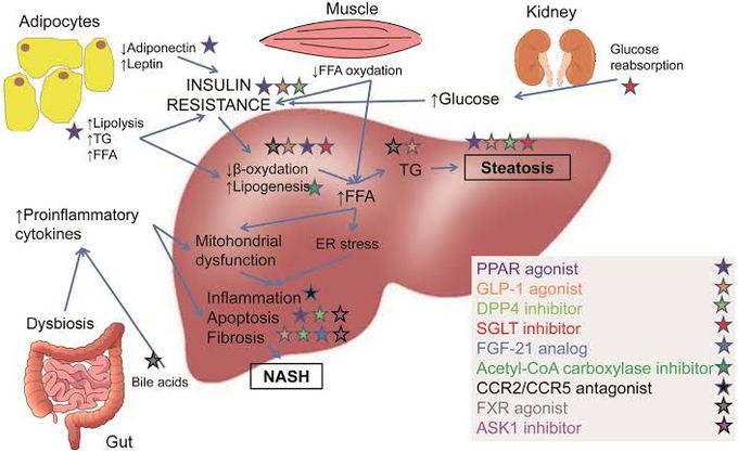 Steatohepatitis treatment