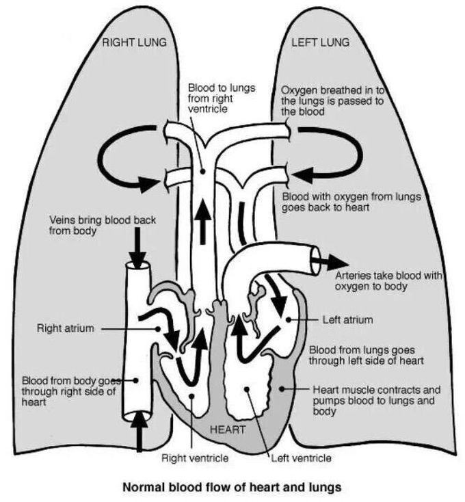 Circulation