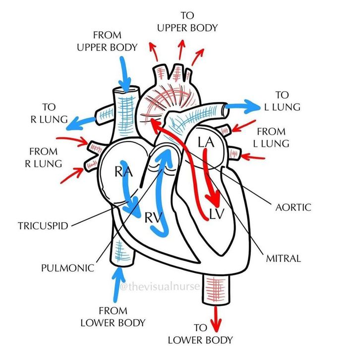 The Heart