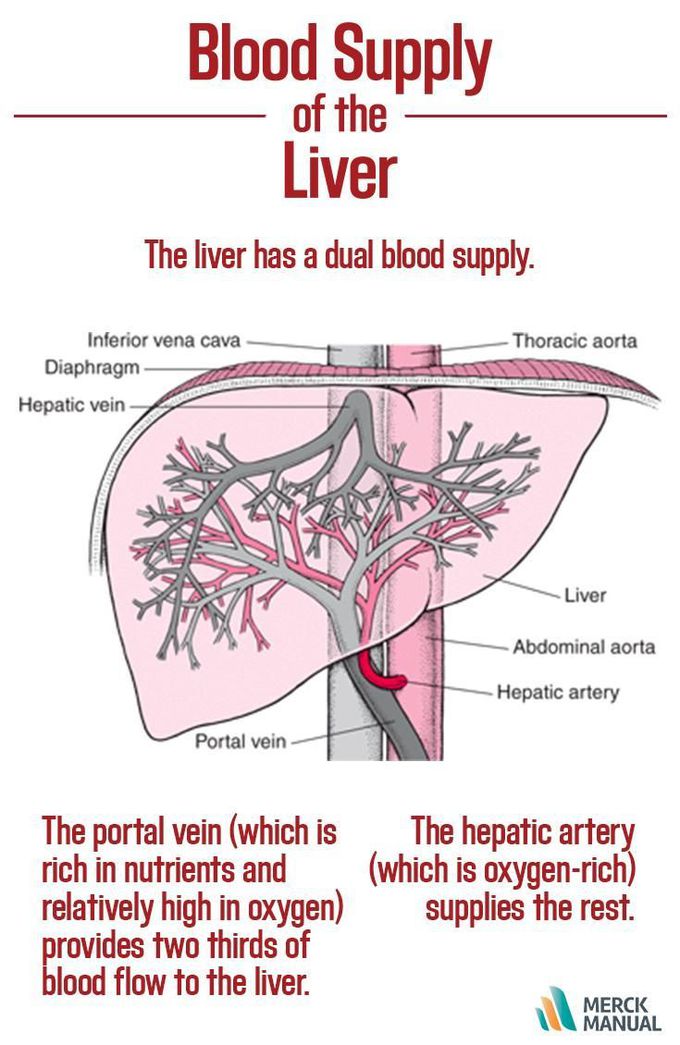 Blood supply of the liver