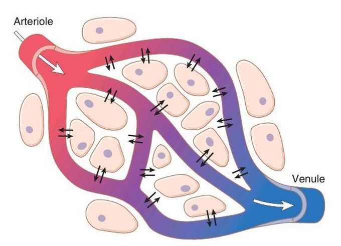 Fluid diffusion