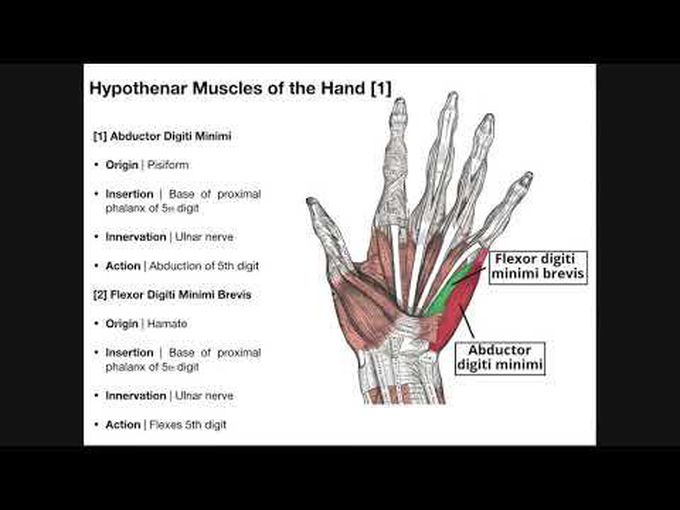 Muscles of the Hand- Hypothenar Compartment