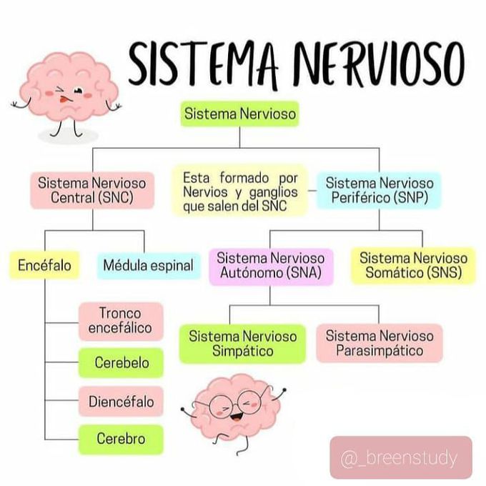 El sistema nervioso 🧠