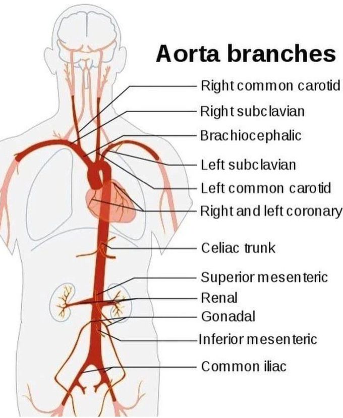 Aorta Branches